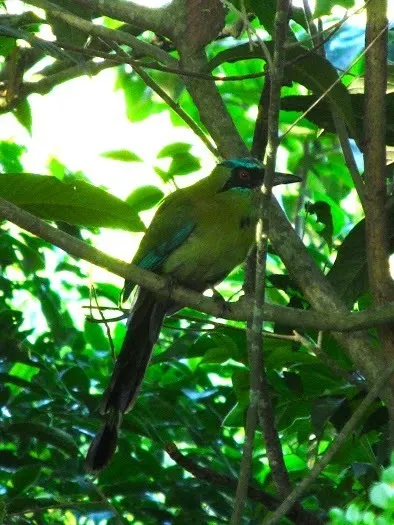 蓝顶翠鴗(Momotus coeruliceps)