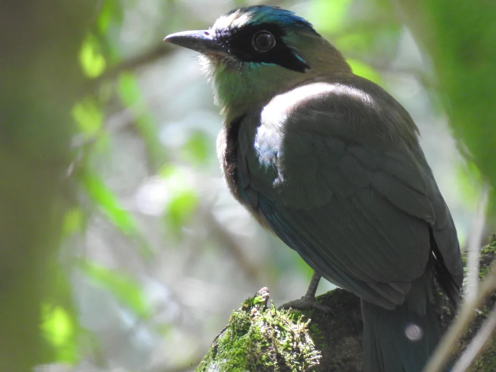 蓝顶翠鴗(Momotus coeruliceps)