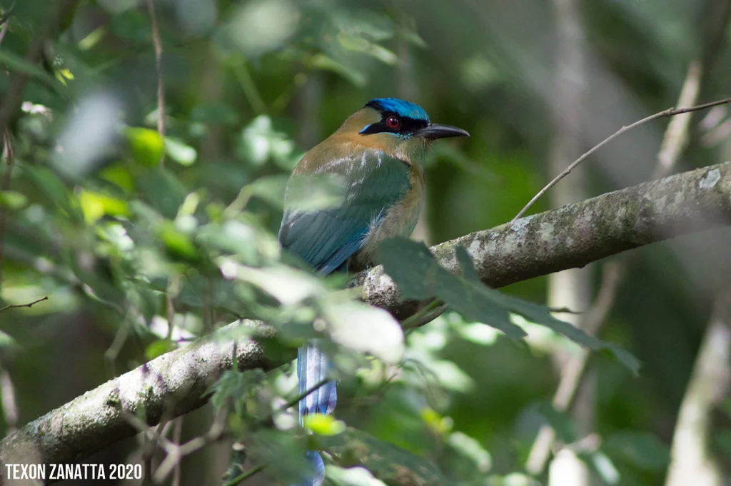 蓝顶翠鴗(Momotus coeruliceps)