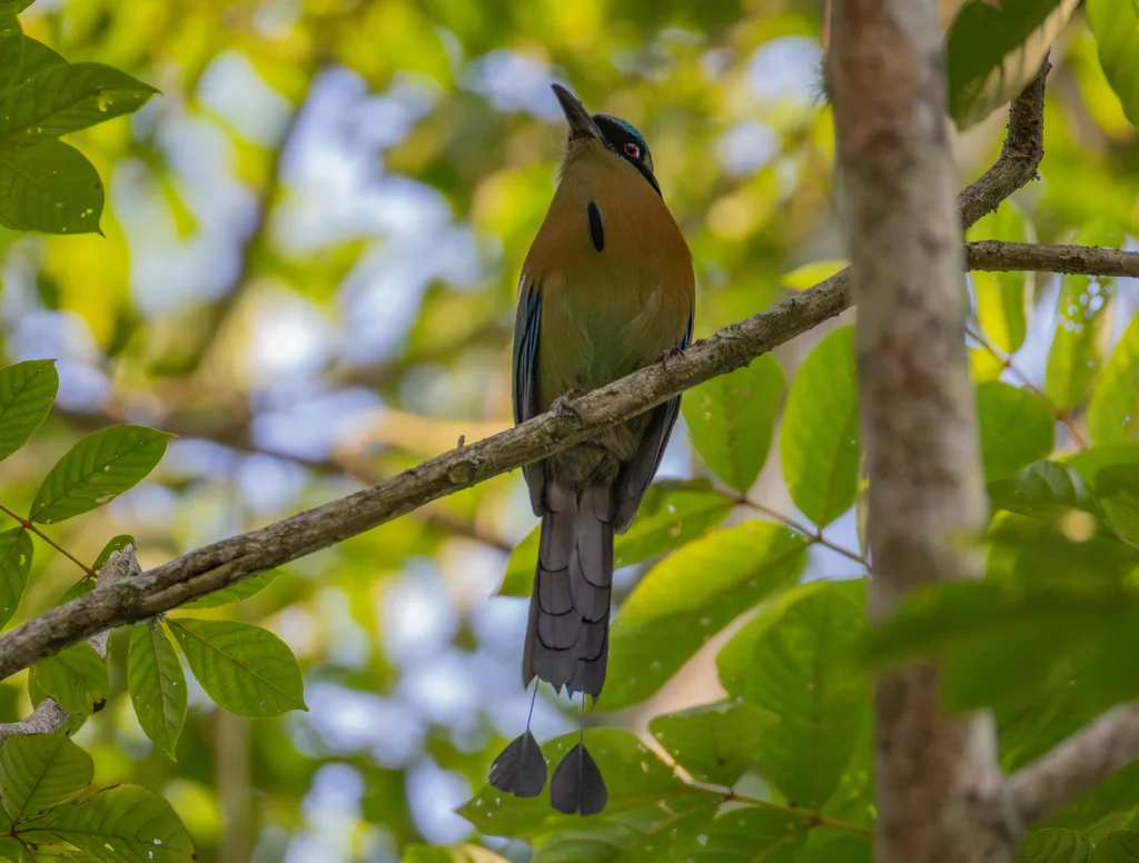 蓝顶翠鴗(Momotus coeruliceps)