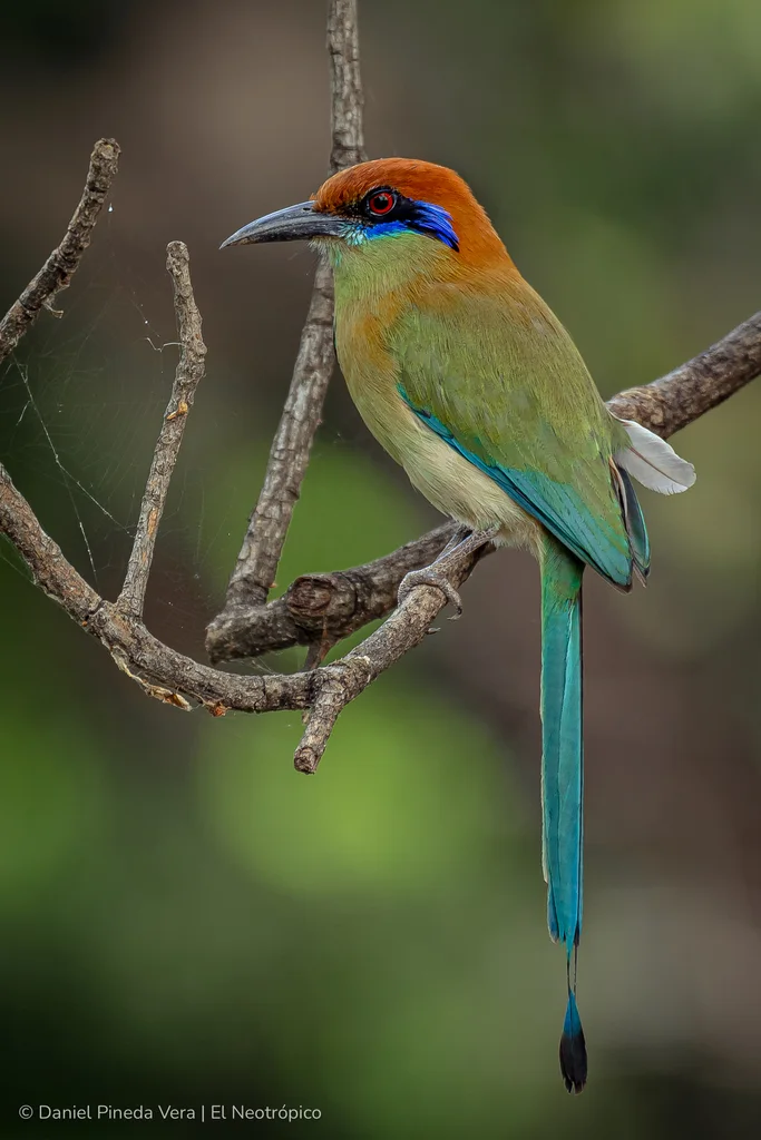 锈顶翠鴗(Momotus mexicanus)