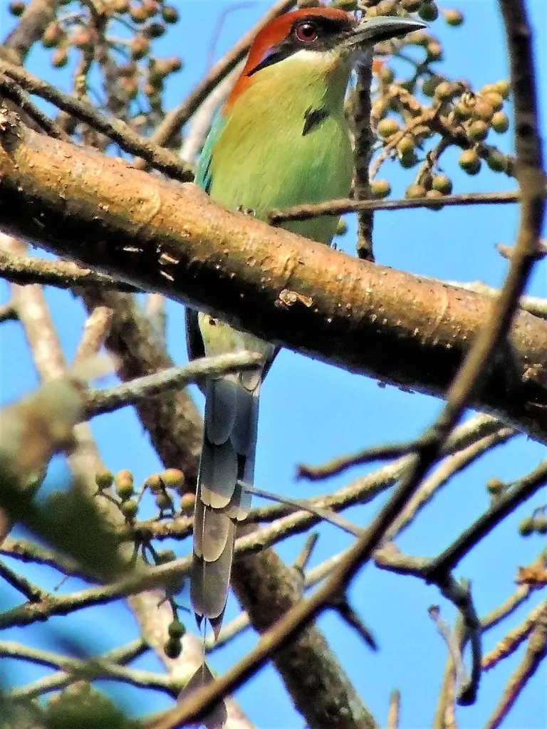 锈顶翠鴗(Momotus mexicanus)