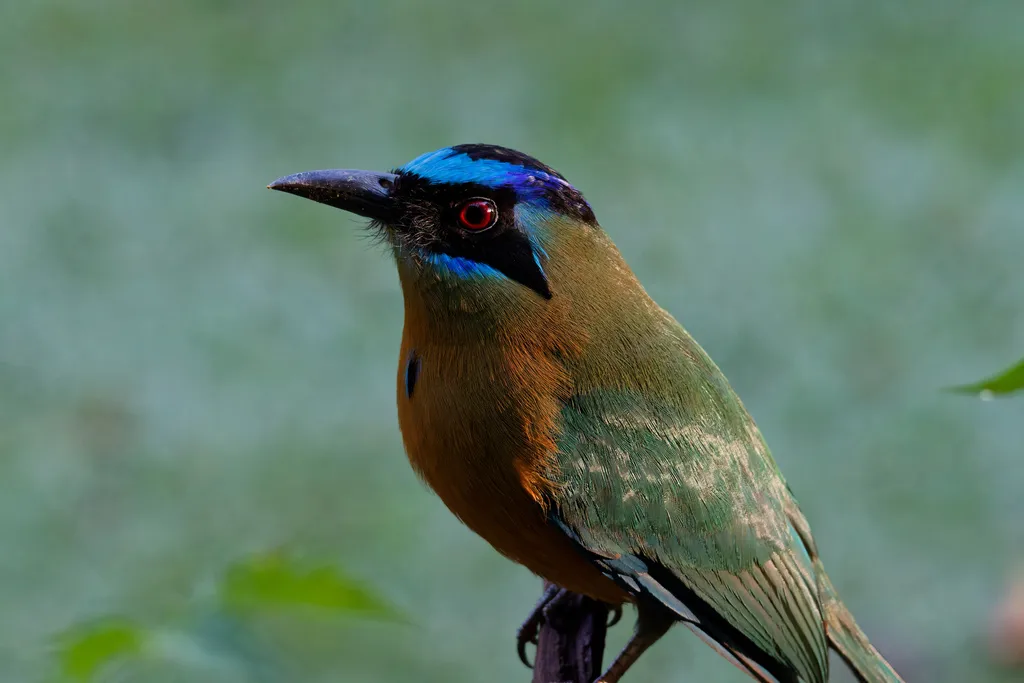 亚马逊翠鴗(Momotus momota)