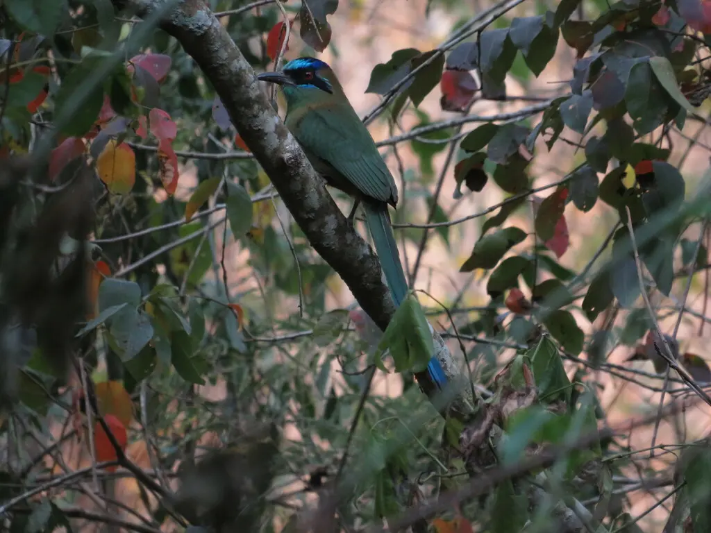 亚马逊翠鴗(Momotus momota)