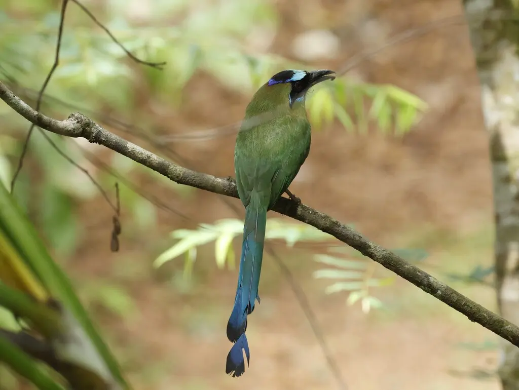 叫翠鴗(Momotus subrufescens)