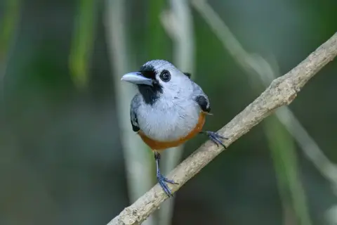 黑翅王鹟