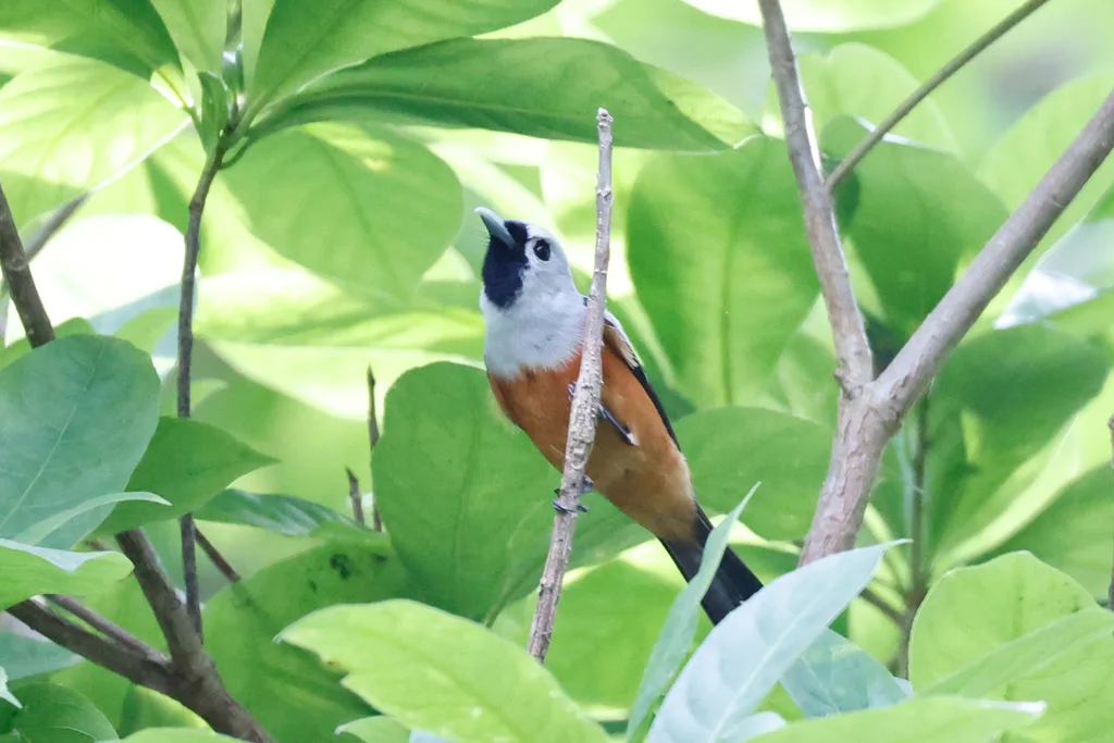 黑翅王鹟（Monarcha frater）