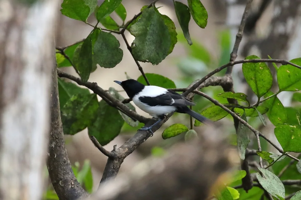 雅岛王鹟(Monarcha godeffroyi)