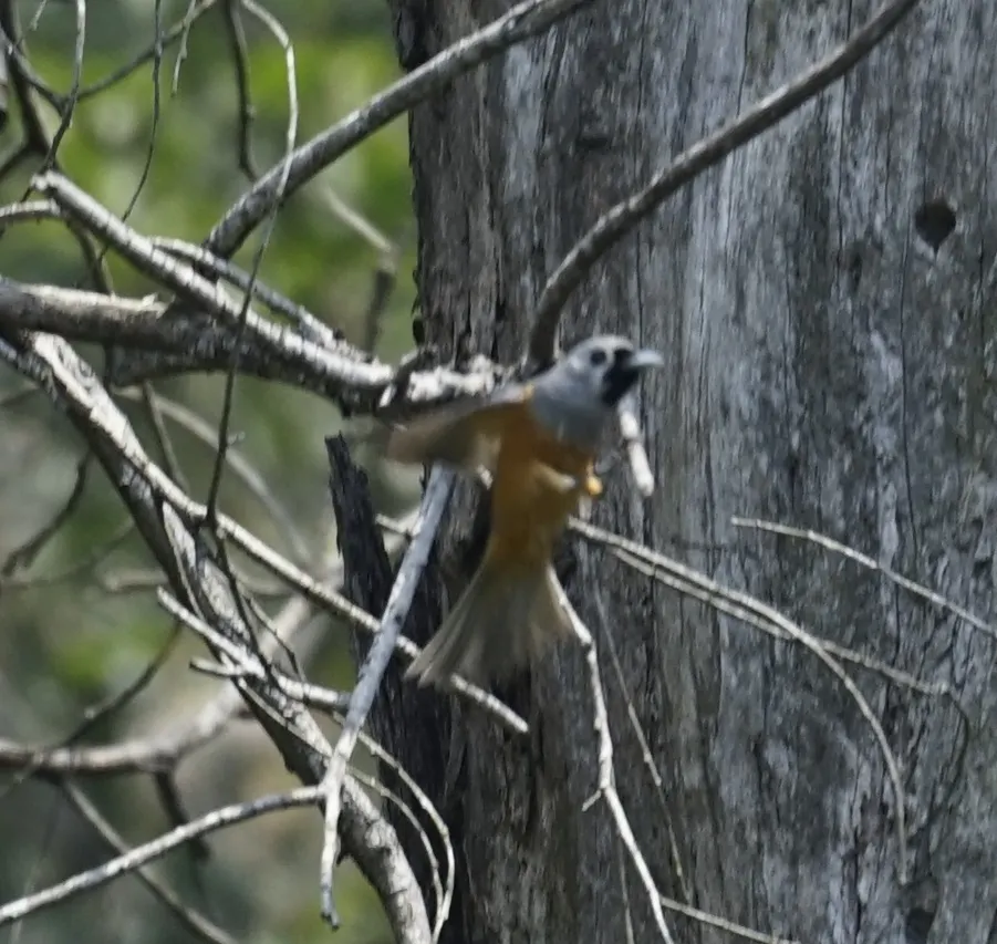 黑脸王鹟(Monarcha melanopsis)