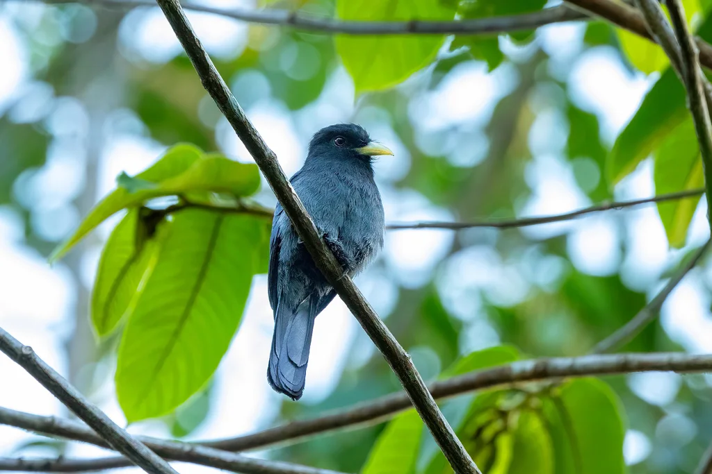 黄嘴黑䴕(Monasa flavirostris)