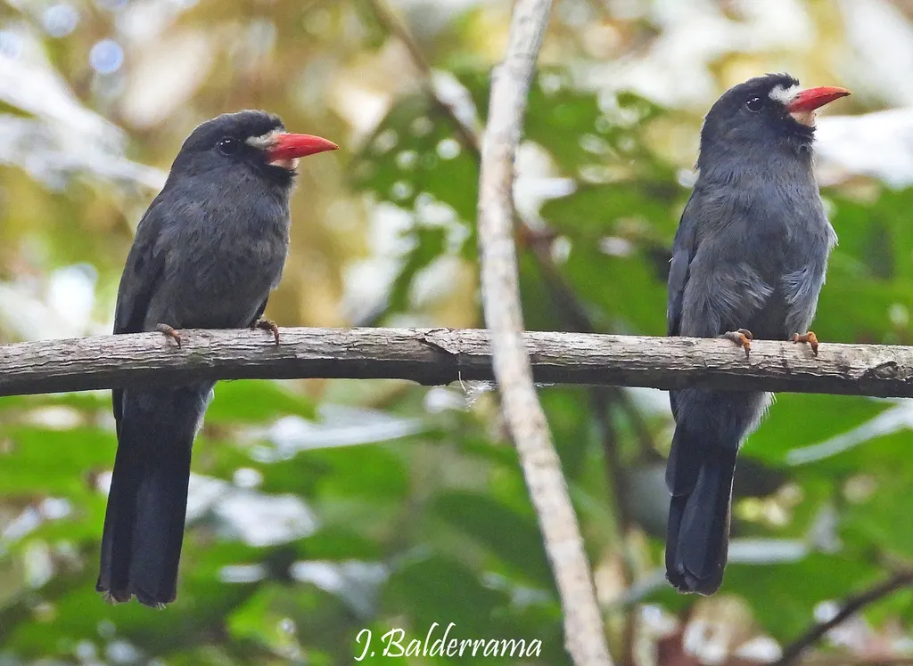 白额黑䴕(Monasa morphoeus)