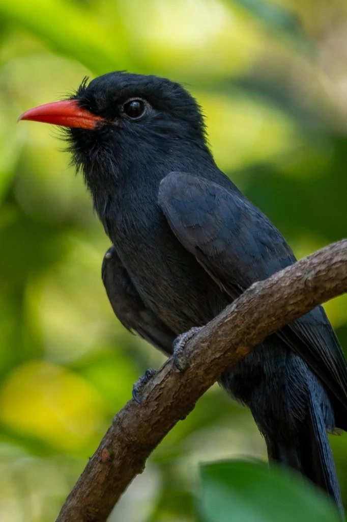黑额黑䴕(Monasa nigrifrons)