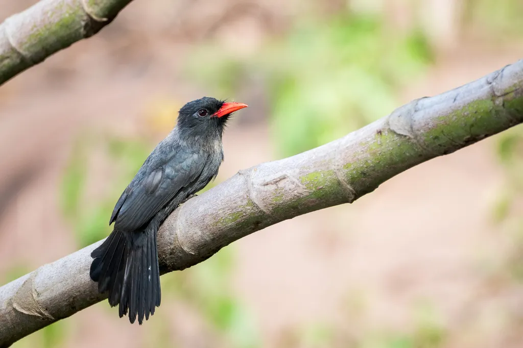 黑额黑䴕(Monasa nigrifrons)