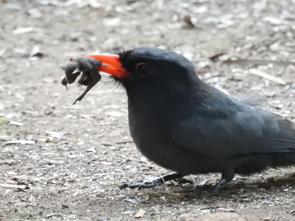 黑额黑䴕(Monasa nigrifrons)