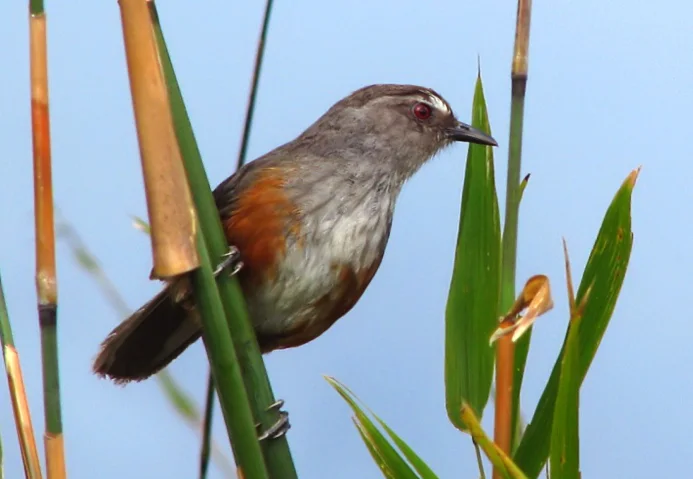 阿沙部噪鹛（Montecincla meridionalis）