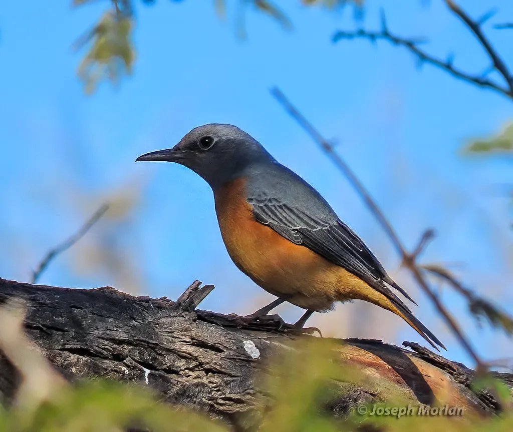短趾矶鸫(Monticola brevipes)