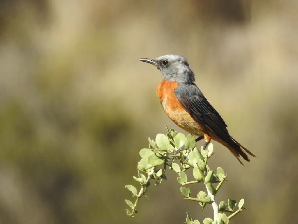 短趾矶鸫(Monticola brevipes)