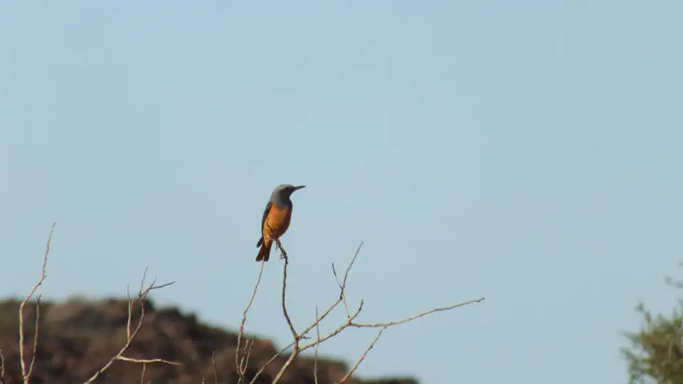 短趾矶鸫(Monticola brevipes)