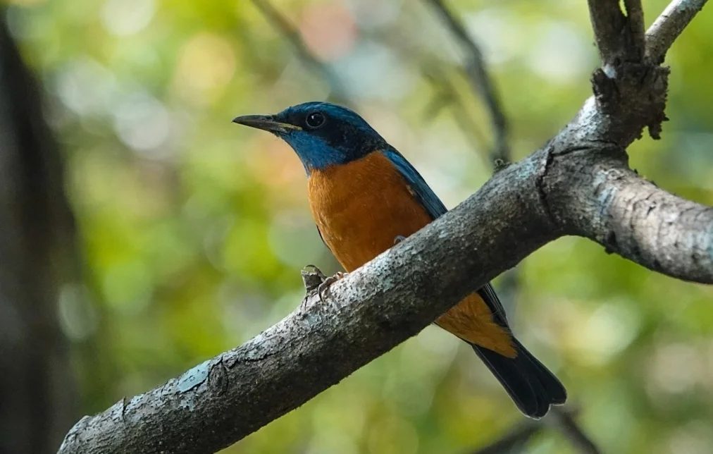 蓝头矶鸫(Monticola cinclorhyncha)