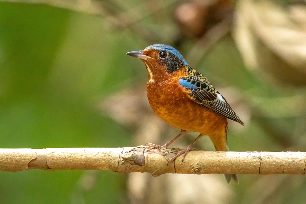 白喉矶鸫(Monticola gularis)