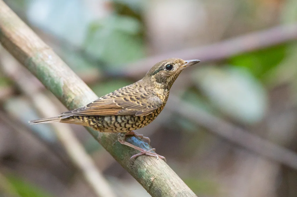白喉矶鸫(Monticola gularis)