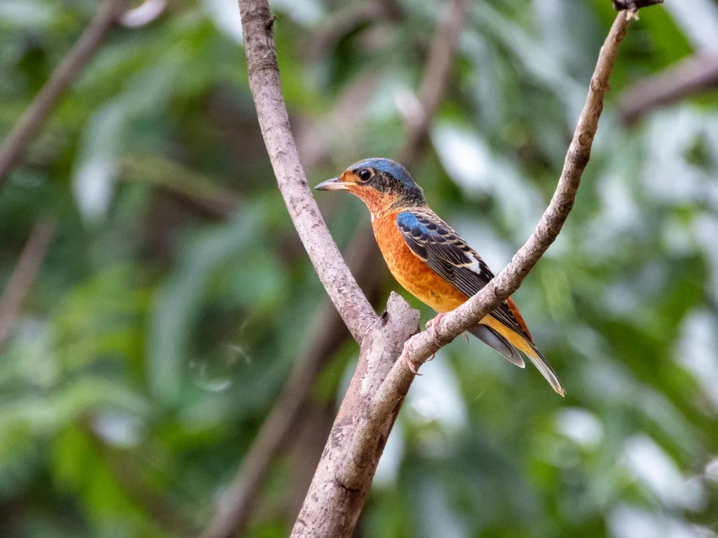 白喉矶鸫(Monticola gularis)