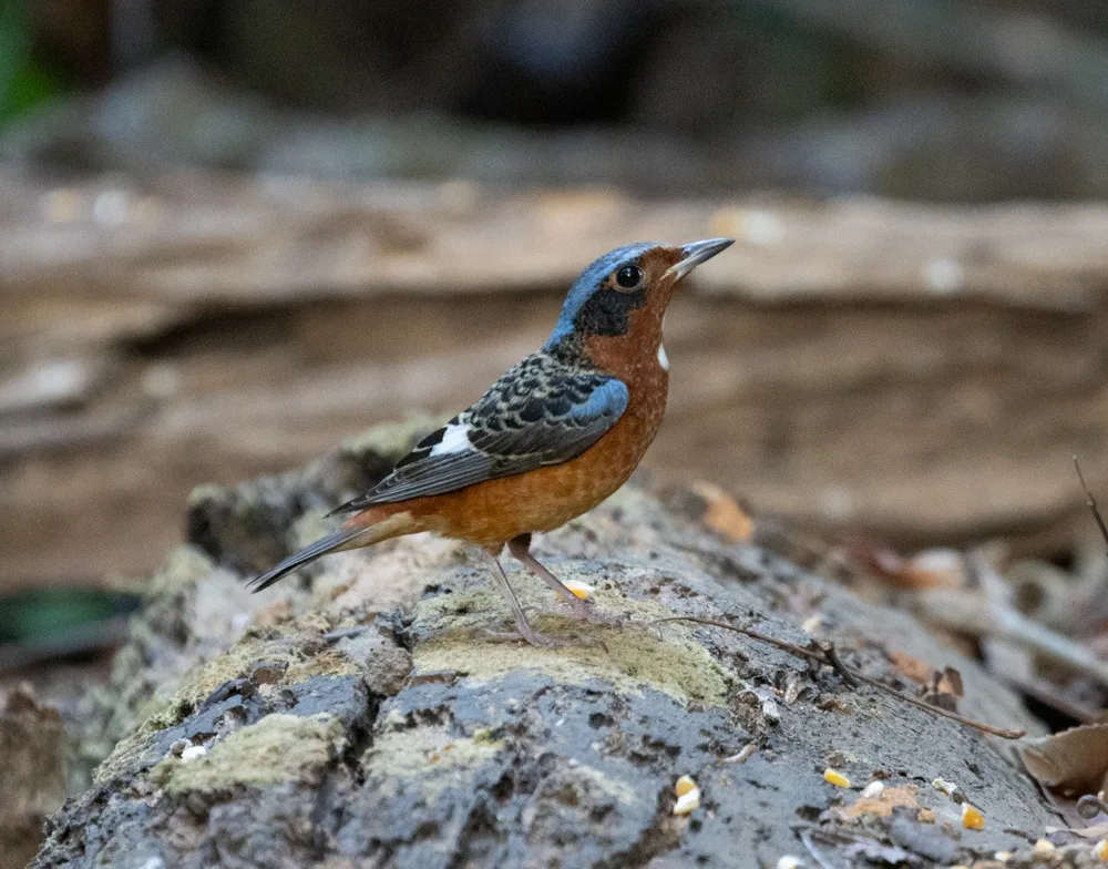 白喉矶鸫(Monticola gularis)