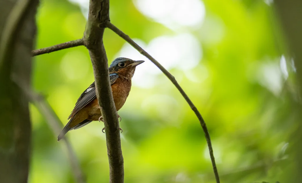白喉矶鸫(Monticola gularis)