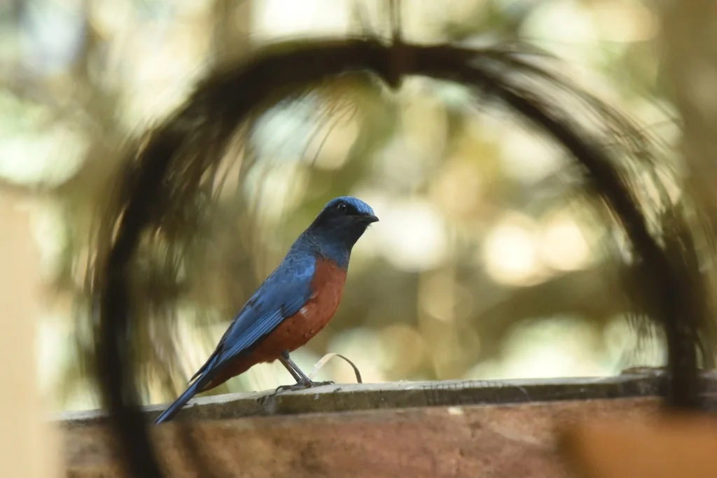 栗腹矶鸫(Monticola rufiventris)