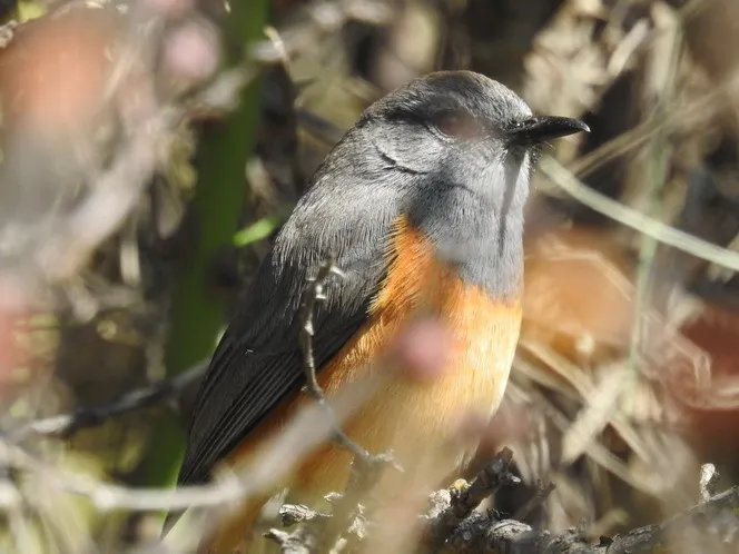 小矶鸫（Monticola rufocinereus）