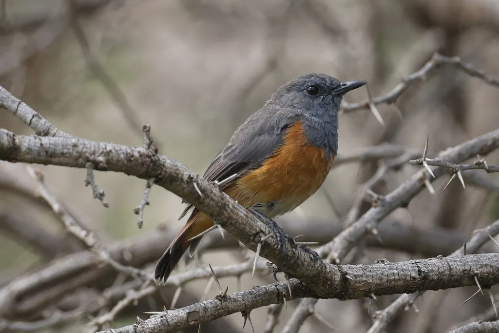 小矶鸫（Monticola rufocinereus）