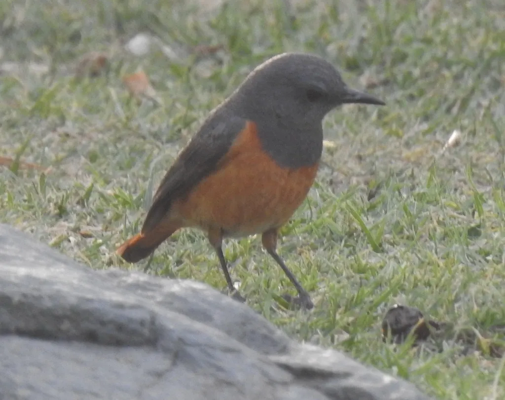 小矶鸫（Monticola rufocinereus）