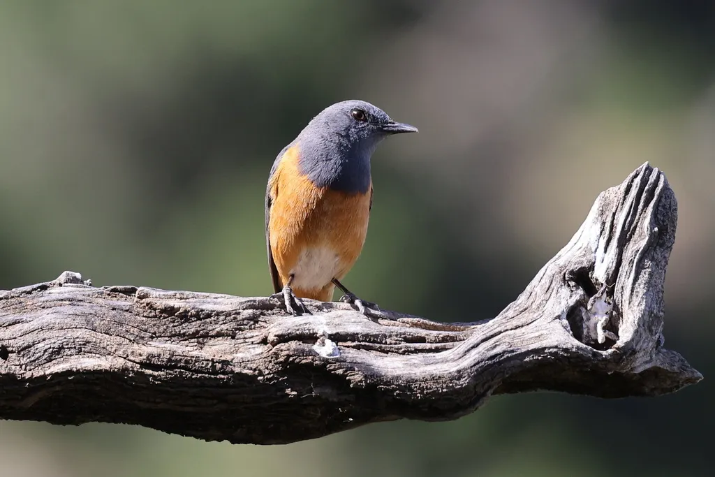 小矶鸫（Monticola rufocinereus）