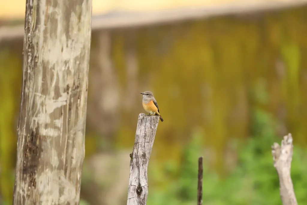 小矶鸫（Monticola rufocinereus）
