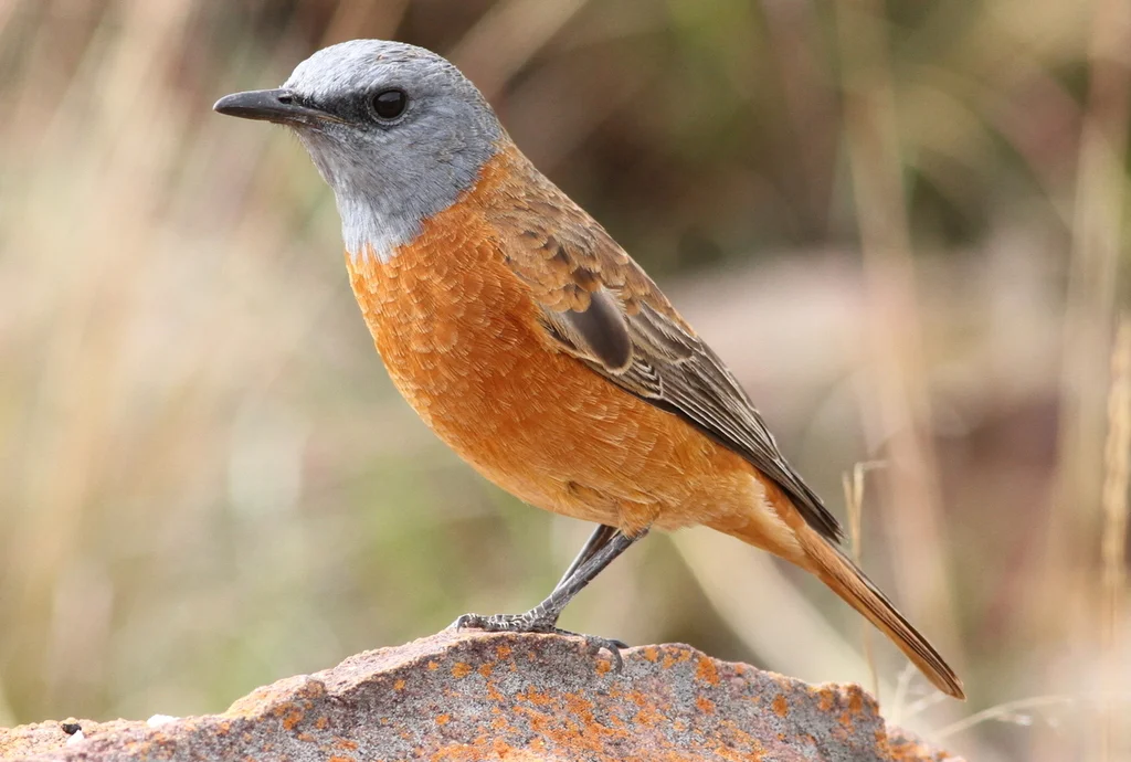 南非矶鸫(Monticola rupestris)