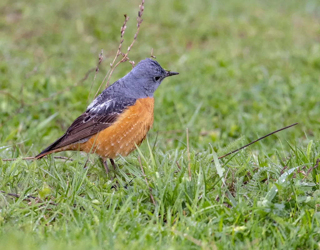 白背矶鸫(Monticola saxatilis)