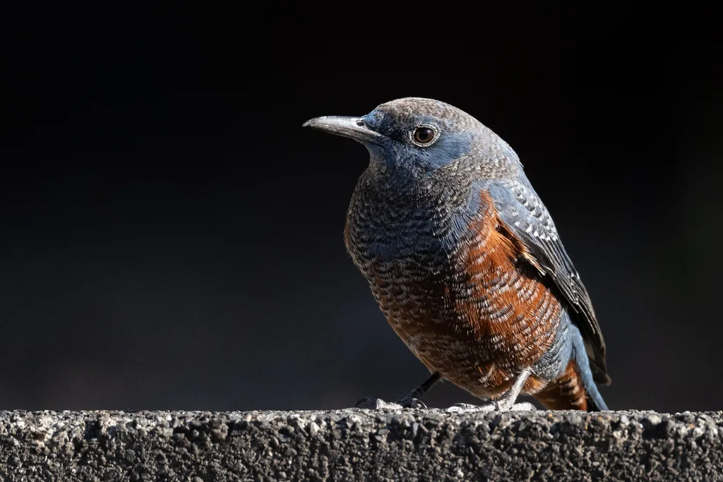 蓝矶鸫(Monticola solitarius)