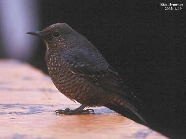 蓝矶鸫(Monticola solitarius)