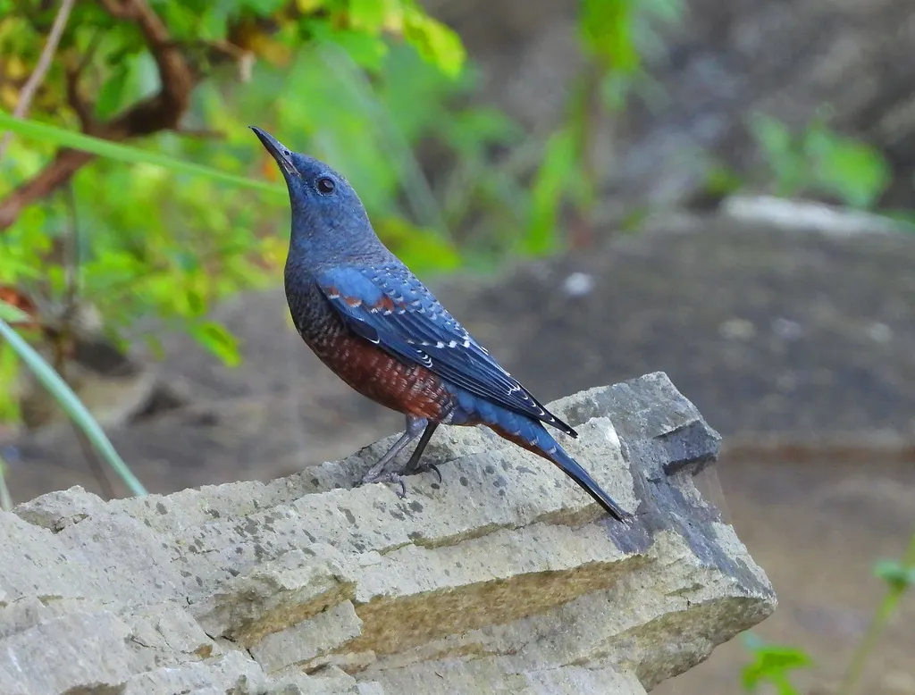 蓝矶鸫(Monticola solitarius)