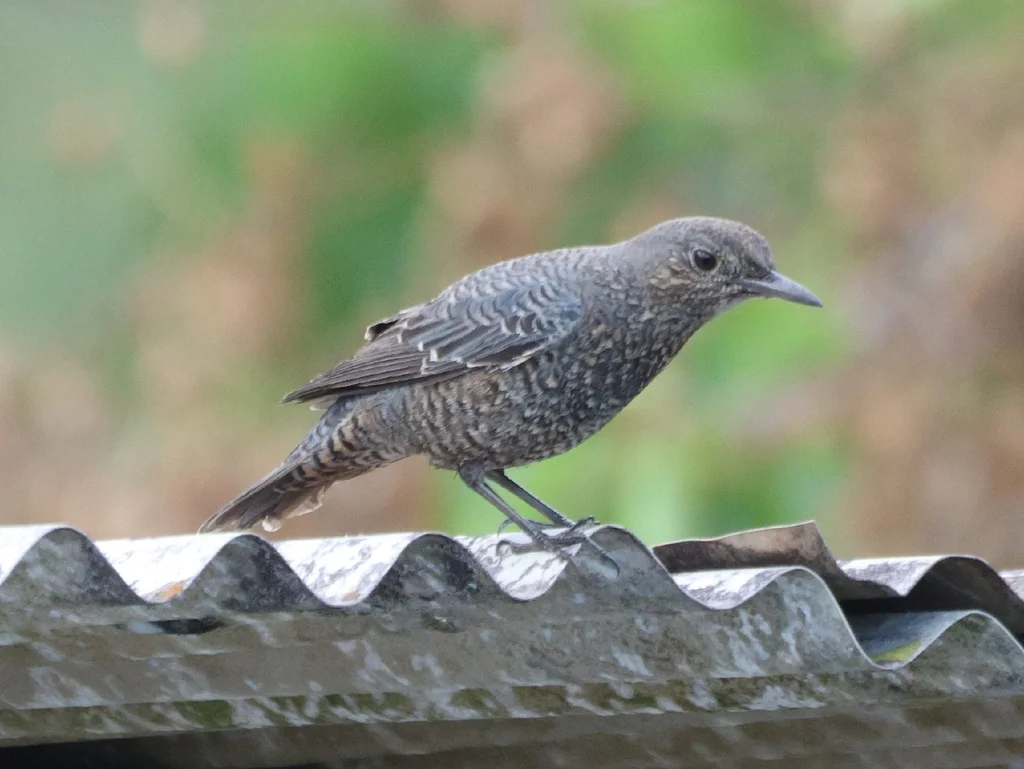蓝矶鸫(Monticola solitarius)