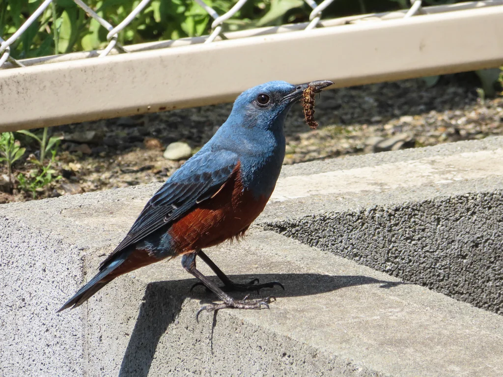 蓝矶鸫(Monticola solitarius)