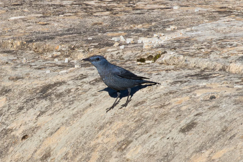 蓝矶鸫(Monticola solitarius)