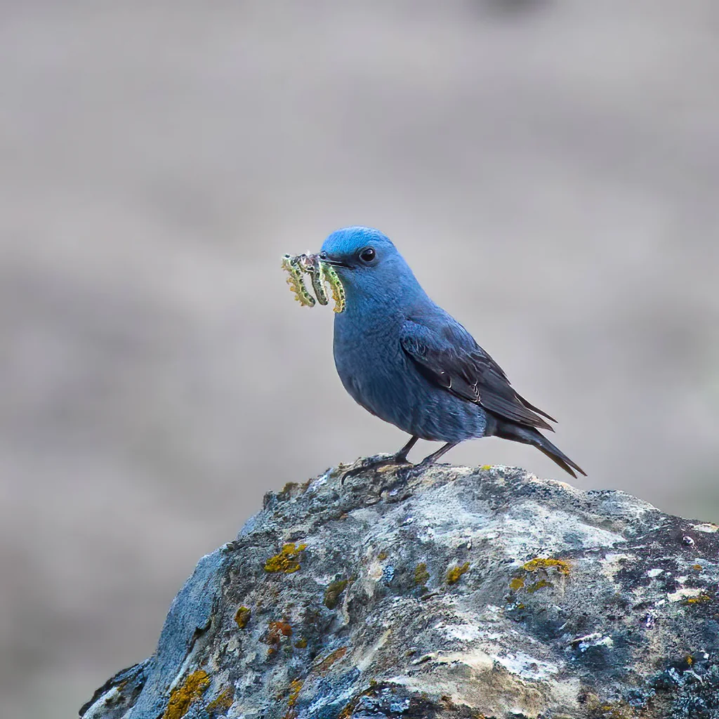 蓝矶鸫(Monticola solitarius)