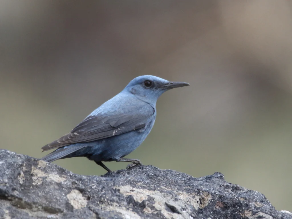 蓝矶鸫(Monticola solitarius)