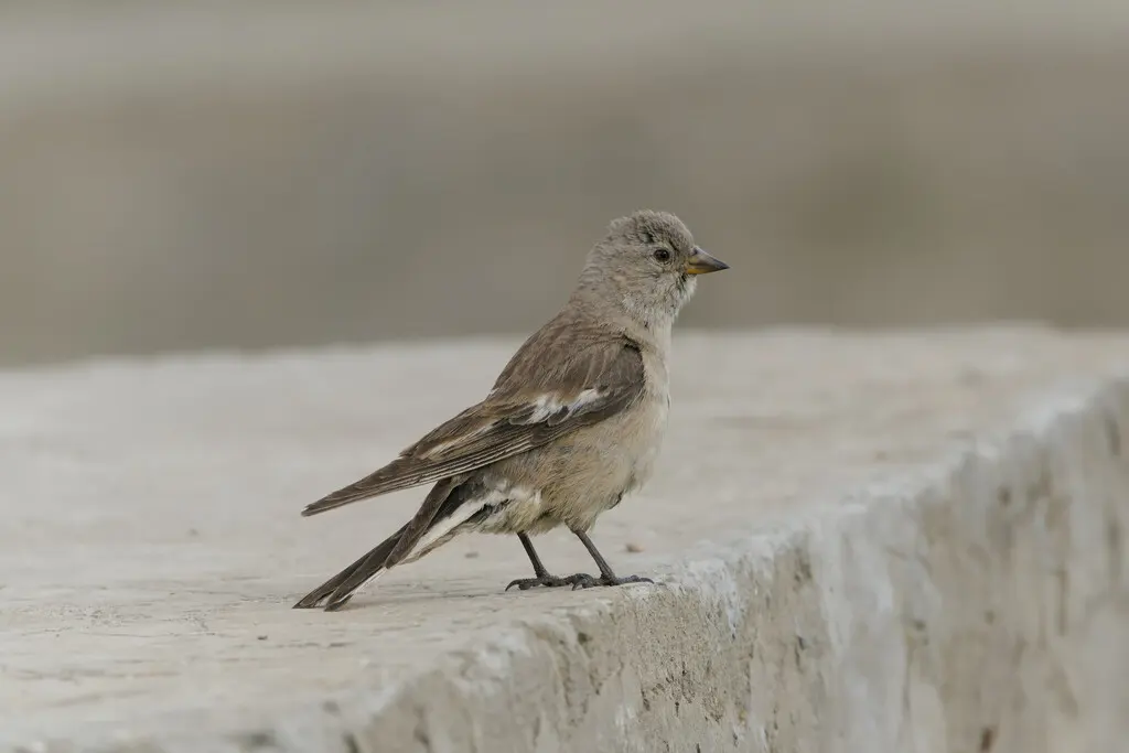 褐翅雪雀(Montifringilla adamsi)
