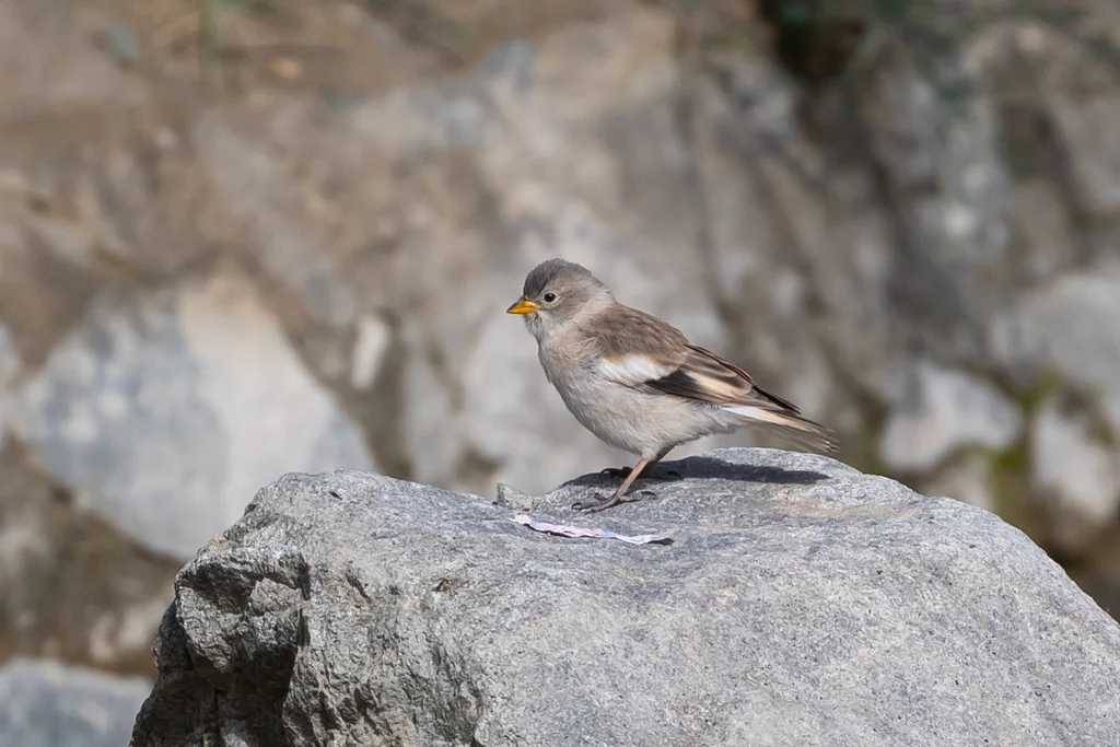褐翅雪雀(Montifringilla adamsi)