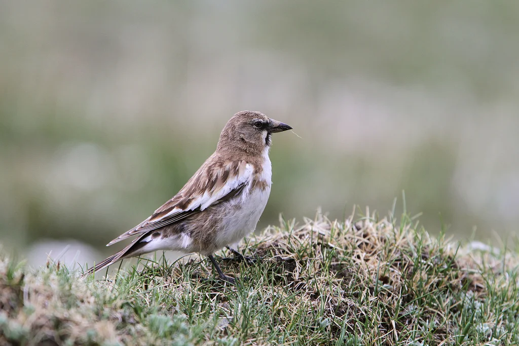 藏雪雀(Montifringilla henrici)