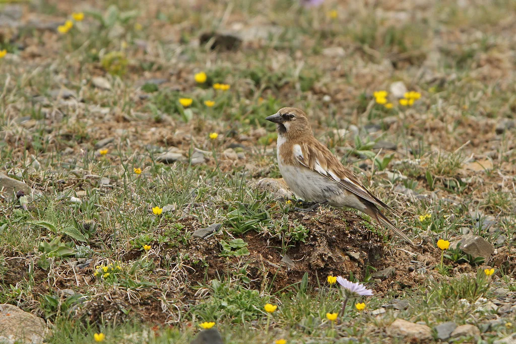 藏雪雀(Montifringilla henrici)