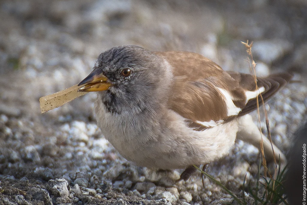 白斑翅雪雀(Montifringilla nivalis)