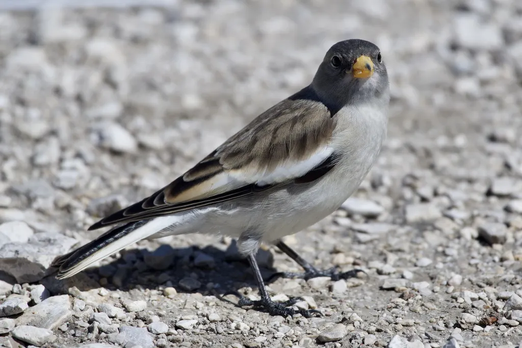 白斑翅雪雀(Montifringilla nivalis)